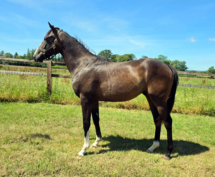 Twilight Yearling 